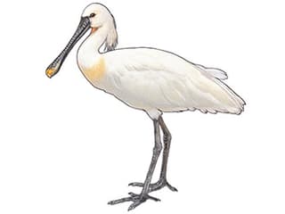 Illustration Europäischer Löffler
