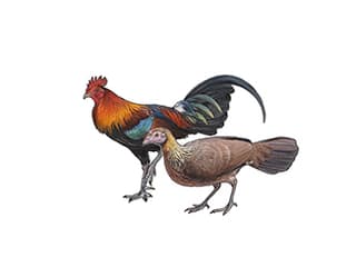 Illustration Bankivahuhn