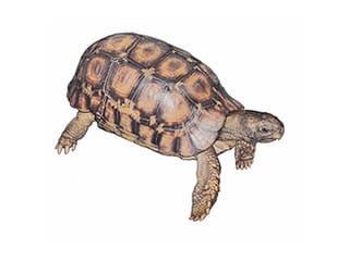 Illustration Glattrand-Gelenkschildkröte