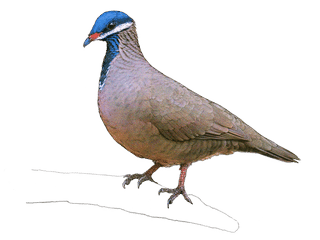 Kubataube