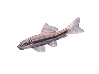 Illustration Siamesische Saugschmerle