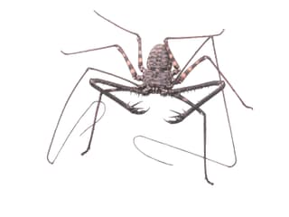 Illustration Geisselspinne