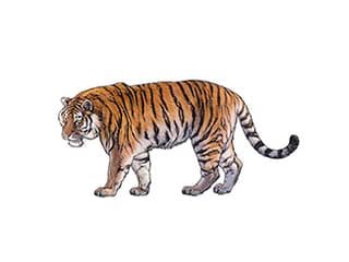 Illustration Amurtiger