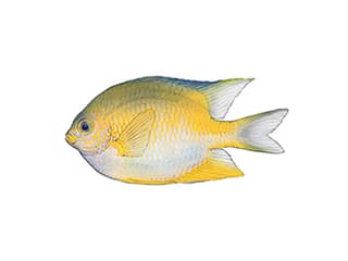 Illustration Goldener Riffbarsch