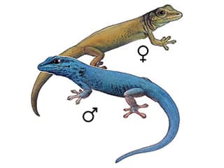 Illustration Türkisblauer Zwerggecko