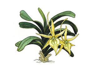 Illustration Stern von Madagaskar