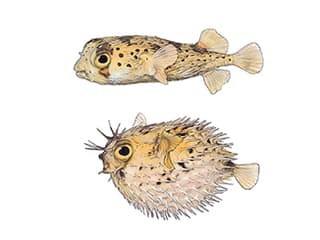Illustration Langstachel-Igelfisch