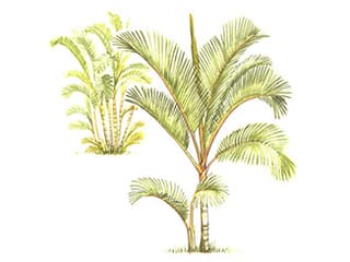 Illustration Goldfruchtpalme
