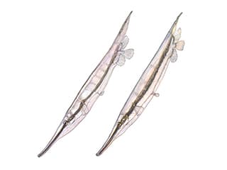 Illustration Gestreifter Schnepfenmesserfisch