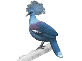 Illustration Blaubrust-Krontaube