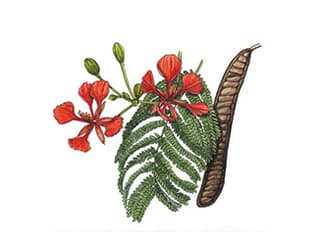 Illustration Flammenbaum