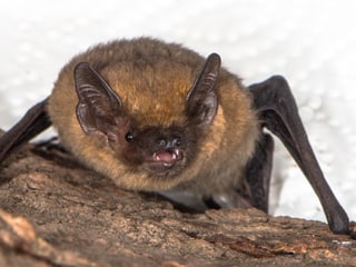Zwergfledermaus.