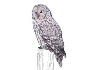 Illustration Habichtskauz