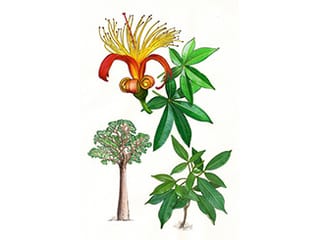 Illustration Affenbrotbaum