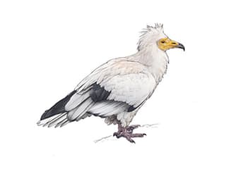 Illustration Schmutzgeier