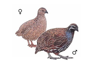 Illustration Madagaskar-Perlwachtel