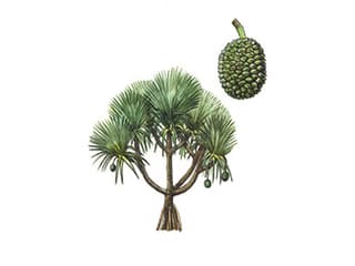 Illustration Madagaskar-Schraubenbaum