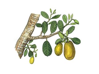 Illustration Jackfruchtbaum