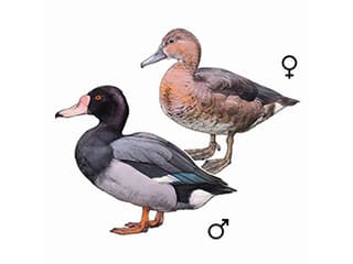 Illustration Peposakente