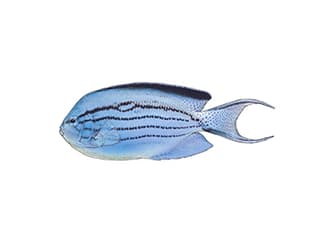 Illustration Lamarcks Lyrakaiserfisch