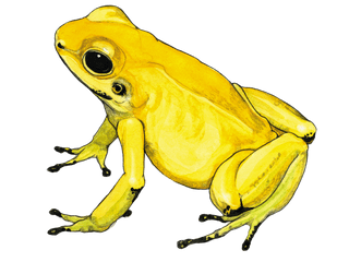 Illustration Goldener Pfeilgiftfrosch