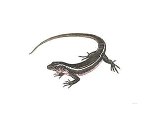 Illustration Madagaskar-Schildechse
