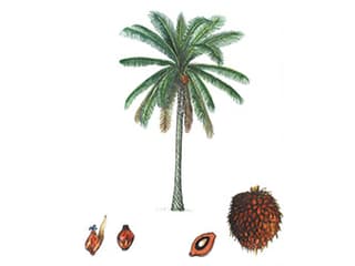 Illustration Afrikanische Ölpalme