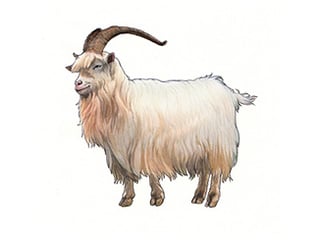 Illustration Kaschmirziege