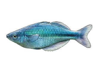 Illustration Aquamarin-Regenbogenfisch