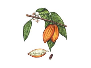 Illustration Kakao