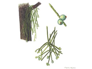 Illustration Binsenkaktus