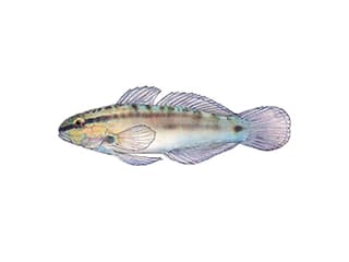 Illustration Bynoe’s Goby