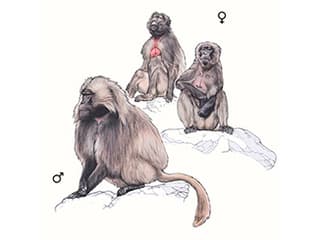 Illustration Dschelada