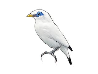 Illustration Balistar