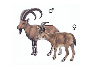 Illustration Nubischer Steinbock