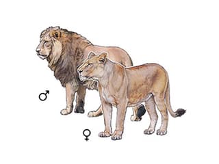 Illustration Indischer Löwe