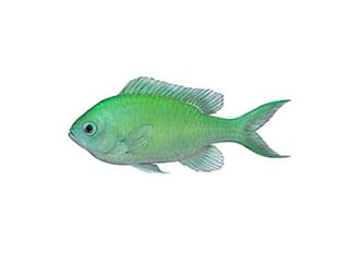 Illustration Grünes Schwalbenschwänzchen