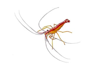 Illustration Weissband-Putzergarnele