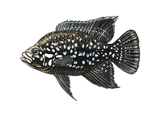 Illustration Cichlidé Marakely