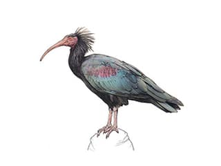 Illustration Waldrapp