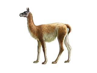 Illustration Guanako
