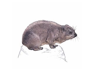 Illustration Kap-Klippschliefer