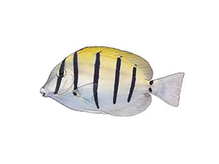 Illustration Gitter-Doktorfisch