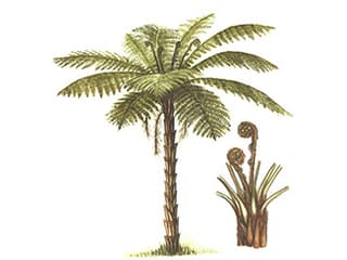 Illustration Baumfarn