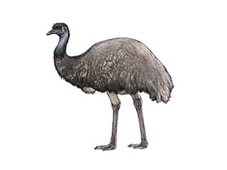 Illustration Grosser Emu