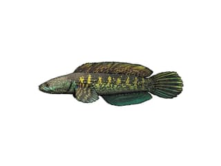 Orange-spotted snakehead