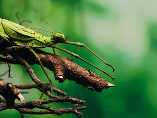 Malaiische Riesengespenstschrecke im Insektenwald des Zoo Zürich.