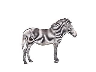 Illustration Grevyzebra