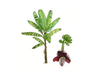 Faserbanane