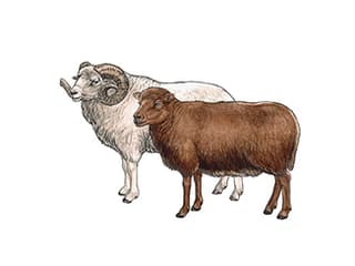 Illustration Ouessant-Schaf